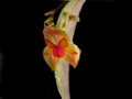 lepanthes costaricensis