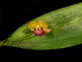 lepanthes imbricans