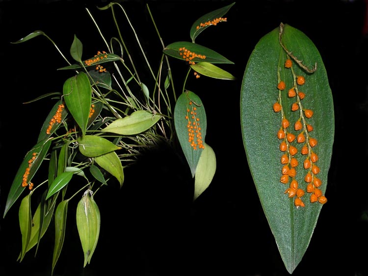 pleurothallis truncata